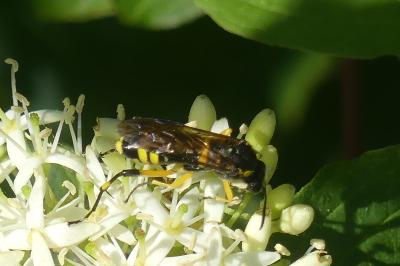 <i>Macrophya montana</i>