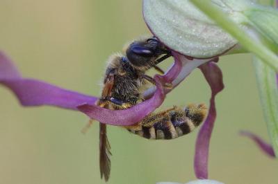 <i>Halictus scabiosae</i>