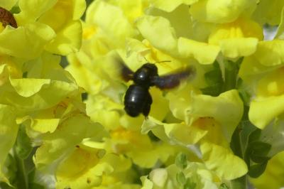 <i>Xylocopa</i>