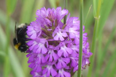 <i>Bombus sp (terrestris/lucorum/cryptarum/magnus)</i>