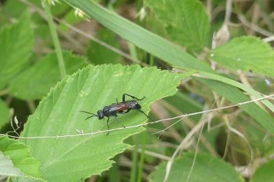 <i>Sphecodes</i>