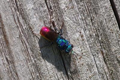 <i>Chrysis ignita</i>