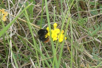 <i>Bombus lapidarius</i>