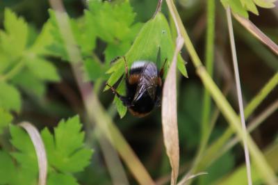 <i>Bombus</i>