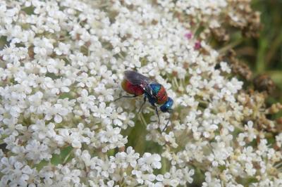 <i>Chrysis</i>