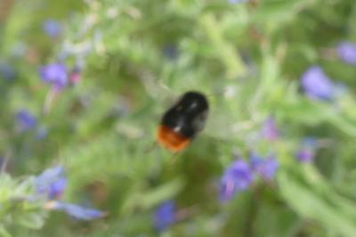 <i>Bombus lapidarius</i>