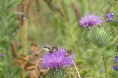 <i>Megachile</i>