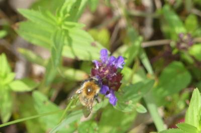 <i>Bombus sp (pascuorum/humilis/muscorum)</i>