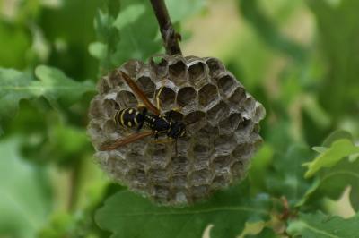 <i>Polistes dominula</i>