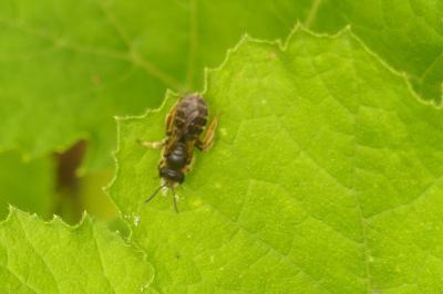 <i>Andrena flavipes</i>
