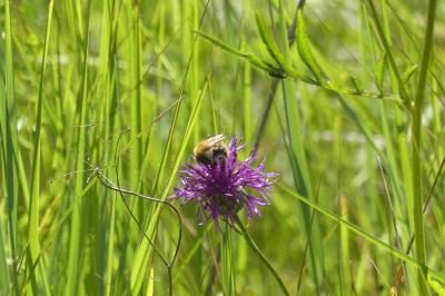 <i>Bombus sp (pascuorum/humilis/muscorum)</i>