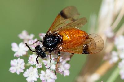 <i>Arge cyanocrocea</i>