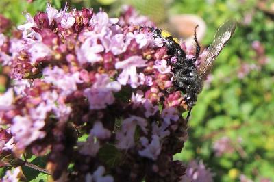 <i>Scolia hirta</i>