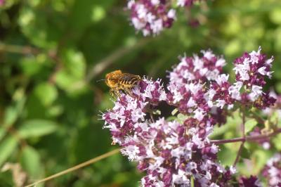<i>Megachile</i>
