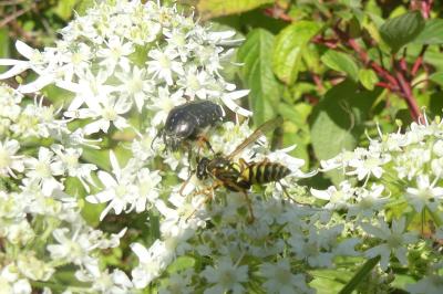 <i>Polistes</i>