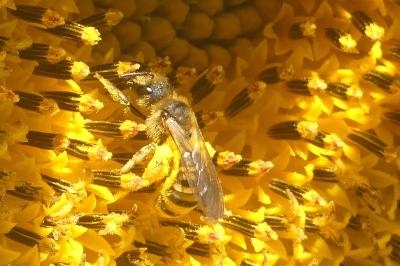 <i>Halictus scabiosae</i>