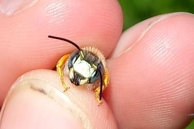 <i>Trachusa interrupta</i>