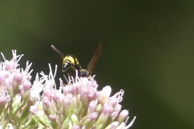 <i>Ancistrocerus</i>