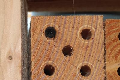 <i>Osmia cornuta</i>