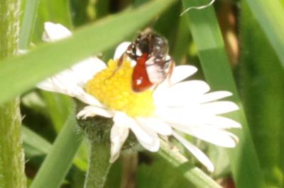 <i>Sphecodes</i>