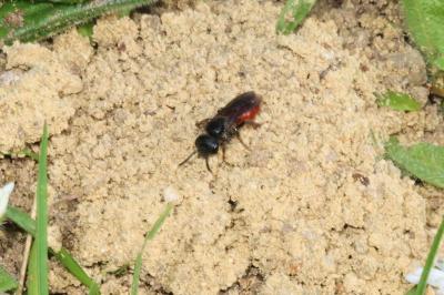 <i>Sphecodes</i>