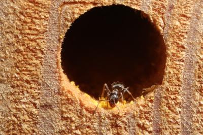 <i>Lasius emarginatus</i>