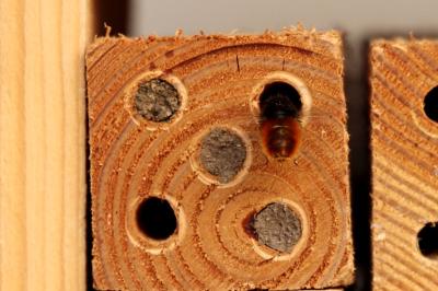 <i>Osmia cornuta</i>