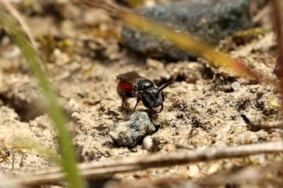 <i>Sphecodes</i>