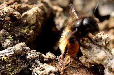 <i>Osmia cornuta</i>
