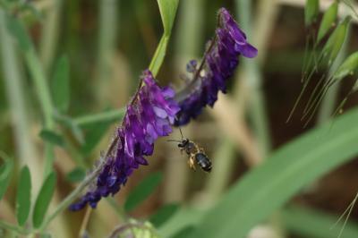 <i>Andrena</i>