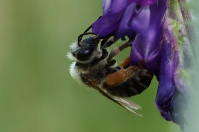 <i>Eucera nigrescens</i>
