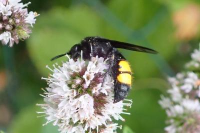 <i>Scolia hirta</i>