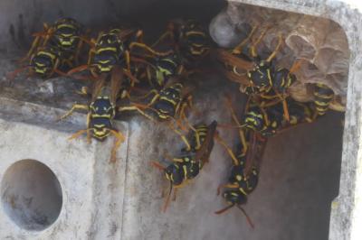 <i>Polistes</i>