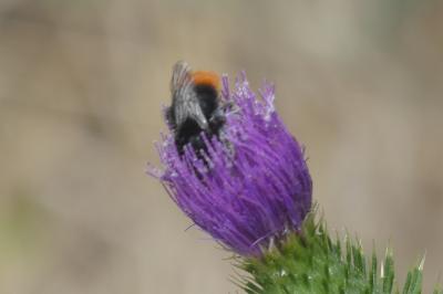 <i>Bombus lapidarius</i>