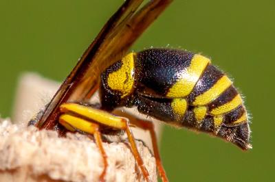 <i>Ancistrocerus nigricornis</i>