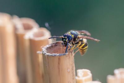 <i>Ancistrocerus nigricornis</i>
