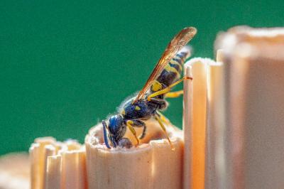 <i>Ancistrocerus nigricornis</i>