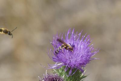 <i>Halictus scabiosae</i>
