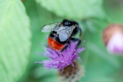 <i>Bombus lapidarius</i>