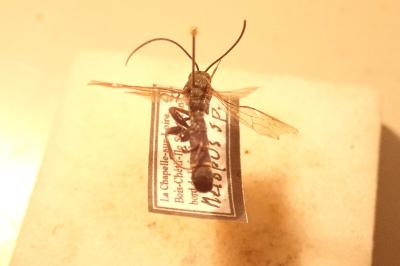 <i>Metopius citratus</i>