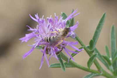 <i>Halictus scabiosae</i>