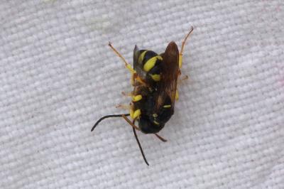 <i>Cerceris sabulosa</i>