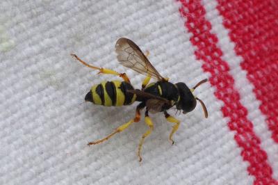 <i>Cerceris sabulosa</i>