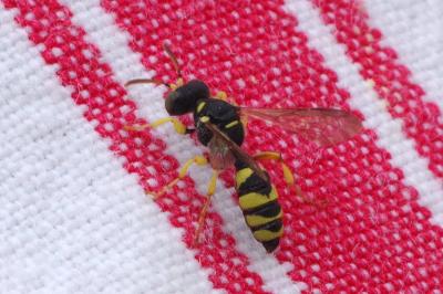 <i>Cerceris sabulosa</i>