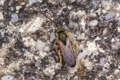 <i>Seladonia tumulorum</i>