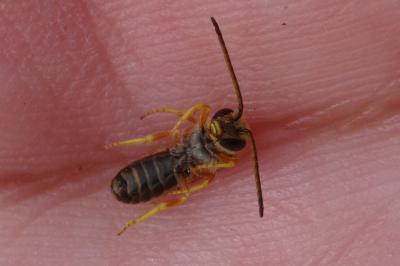 <i>Seladonia tumulorum</i>