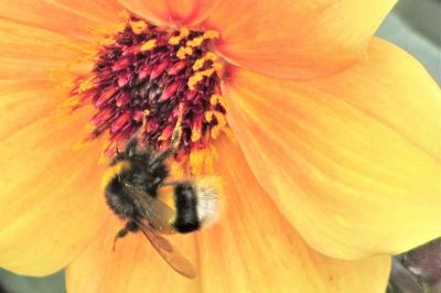 <i>Bombus</i>