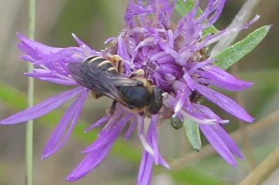 <i>Andrena</i>
