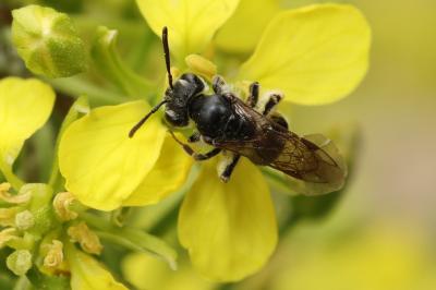 <i>Andrena</i>
