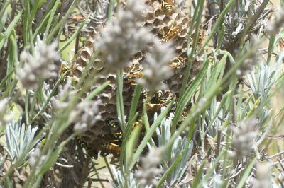 <i>Polistes dominula</i>